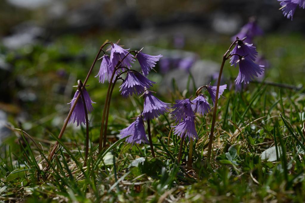 Pension Tina Neustift im Stubaital Esterno foto